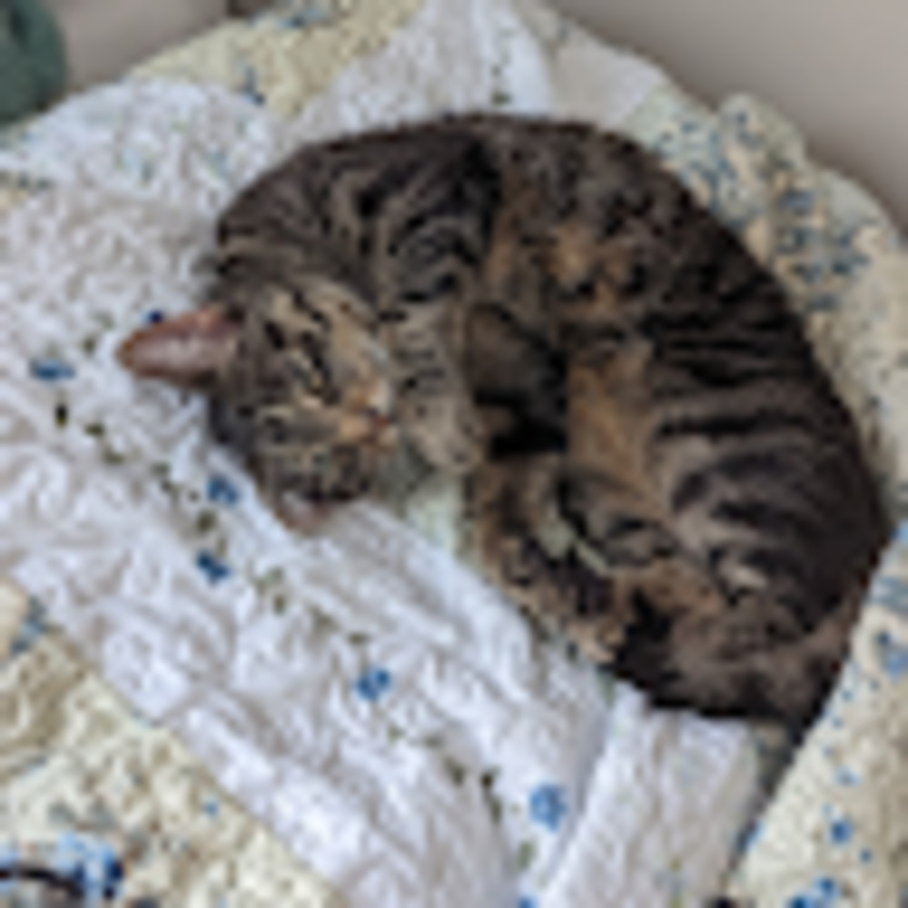 Meet your Posher, Haddy